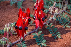 Sturt's Desert Pea (Swainsona formosa) in bloom Sturt's Desert Pea (Swainsona formosa) in bloom
