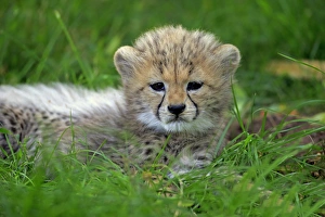 Sudan Cheetah, (Acinonyx jubatus soemmeringii) Sudan Cheetah, (Acinonyx jubatus soemmeringii)