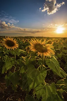 Photographers/photography naphak modhiran/sunset sunflower field Photographers/photography naphak modhiran/sunset sunflower field