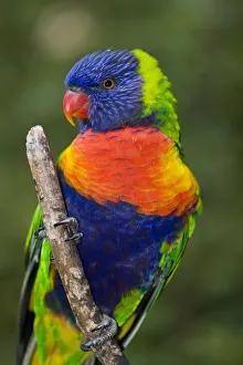 Swainson's lorikeet Swainson's lorikeet