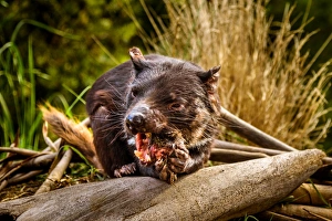 Tasmanian Devil eating carrion at Tasman Peninsula Tasmanian Devil eating carrion at Tasman Peninsula