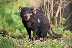 Tasmanian devil (Sarcophilus harrisii), Tasmanian devil, adult, alert, captive Tasmanian devil (Sarcophilus harrisii), Tasmanian devil, adult, alert, captive