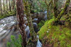 Tasmanian wilderness scene in Mount Field National Park Tasmanian wilderness scene in Mount Field National Park