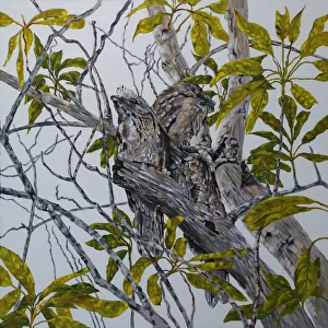 Tawny Frogmouth Family in an Avocado Tree Original Art Tawny Frogmouth Family in an Avocado Tree Original Art