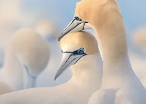 Tender moment between wild Australasian gannet (Morus serrator) couple Tender moment between wild Australasian gannet (Morus serrator) couple
