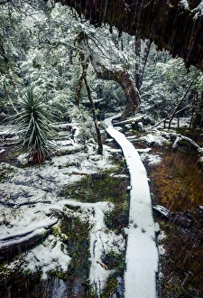Trail at Pine Valley, Overland track, Tasmania Trail at Pine Valley, Overland track, Tasmania