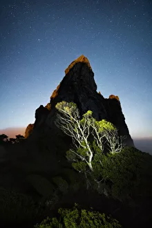 A tree beneath the Needles in Stuart Saddle, Eastern Arthur Range A tree beneath the Needles in Stuart Saddle, Eastern Arthur Range