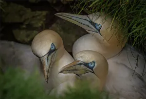 Trio of young Gannets, Shetland Islands, Scotland Trio of young Gannets, Shetland Islands, Scotland
