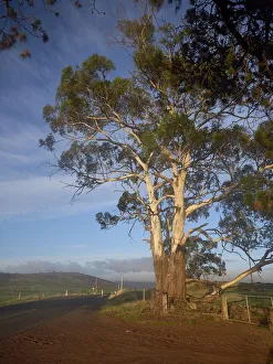 Typical Australian scenic view of Gum tree in the sunlight Typical Australian scenic view of Gum tree in the sunlight