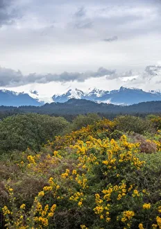 View of the New Zealand Alps, Ka Tiritiri o te Moana, with Fox Glacier, Gillespies Beach View of the New Zealand Alps, Ka Tiritiri o te Moana, with Fox Glacier, Gillespies Beach