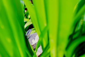 Waterdragon hiding among tropical bush leaves Waterdragon hiding among tropical bush leaves