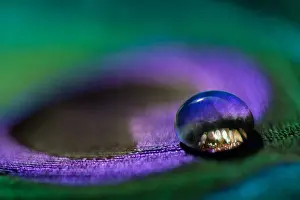 Victoria Australia Scenic Views Prints: Waterdrop on a peacock feather