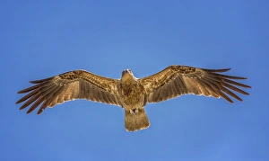 Whistling Kite -Haliastur sphenurus- in flight, Northern Territory, Australia Whistling Kite -Haliastur sphenurus- in flight, Northern Territory, Australia
