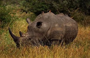 The White Rhino And A Pair Of Oxpeckers, Kruger National Park, South Africa The White Rhino And A Pair Of Oxpeckers, Kruger National Park, South Africa
