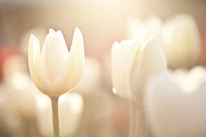 Botanical Art Prints Collection: White tulips at Floriade