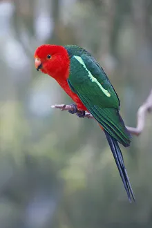 Wild Australian King Parrot (Alisterus scapularis) perched on branch Wild Australian King Parrot (Alisterus scapularis) perched on branch