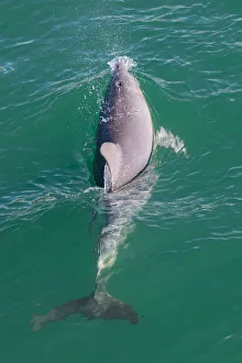 Animals/cetacean family dolphins porpoise/wild bottlenose dolphin tursiops truncatus Animals/cetacean family dolphins porpoise/wild bottlenose dolphin tursiops truncatus