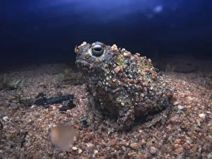 Wild crucifix toad (Notaden bennettii) emerging from gravel substrate during rainy night Wild crucifix toad (Notaden bennettii) emerging from gravel substrate during rainy night