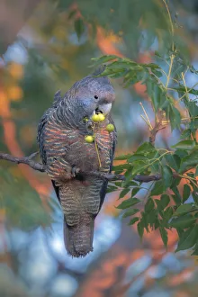 Wild female Gang gang cockatoo (Callocephalon fimbriatum) eating fruits from tree Wild female Gang gang cockatoo (Callocephalon fimbriatum) eating fruits from tree
