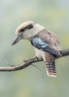 Animals/kristian bell photography/wild laughing kookaburra dacelo novaeguineae Animals/kristian bell photography/wild laughing kookaburra dacelo novaeguineae