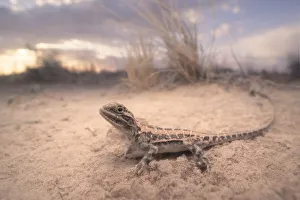 Animals/kristian bell photography/wild painted dragon ctenophorus pictus Animals/kristian bell photography/wild painted dragon ctenophorus pictus