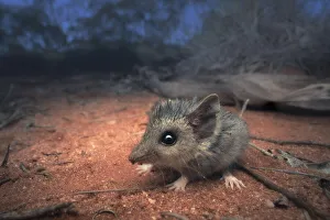Wild slender-tailed dunnart (Sminthopsis murina) in arid, spinifex habitat Wild slender-tailed dunnart (Sminthopsis murina) in arid, spinifex habitat