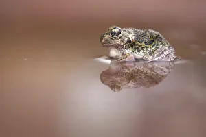 Wild Sudell's Frog (Neobatrachus sudelli) sitting in muddy puddle Wild Sudell's Frog (Neobatrachus sudelli) sitting in muddy puddle