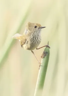 Animals/kristian bell photography/wild windblown brown thornbill acanthiza pusilla Animals/kristian bell photography/wild windblown brown thornbill acanthiza pusilla