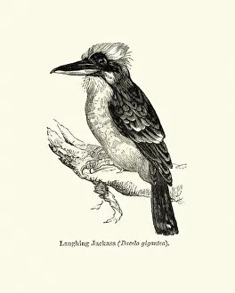 Wildlife, Birds, laughing kookaburra (Dacelo novaeguineae) Wildlife, Birds, laughing kookaburra (Dacelo novaeguineae)