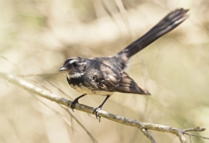Willie Wagtail (Rhipidura leucophrys) perched on a branch Willie Wagtail (Rhipidura leucophrys) perched on a branch