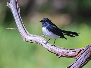 Willie Wagtail, Victoria, Australia Willie Wagtail, Victoria, Australia