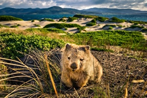 Wombat at Lesueur Point. Maria Island, Tasmania Wombat at Lesueur Point. Maria Island, Tasmania