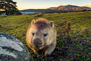 Wombat at Lesueur Point with mt mt Maria at the background. Maria Island, Tasmania Wombat at Lesueur Point with mt mt Maria at the background. Maria Island, Tasmania