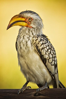 Yellow billed horn bill, Kruger National Park Yellow billed horn bill, Kruger National Park