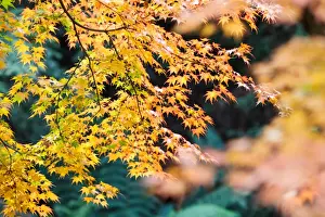 Nature Photography In Australia Prints: Yellow Maple
