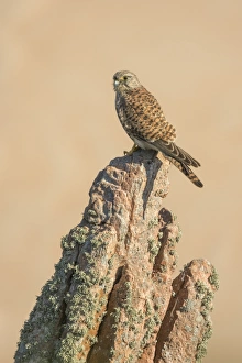 Young female common kestrel perched on rock Young female common kestrel perched on rock