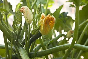 Zucchini plants in flower Zucchini plants in flower