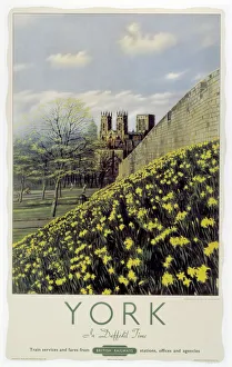1950s York Daffodil Print