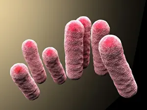 Images Dated 5th July 2011: Enterobacteriaceae Bacteria 3D Rendering Print