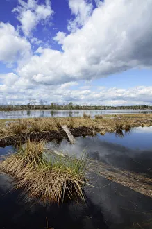 Abandoned peat cutting area with reflection of clouds, Stammbeckenmoor near Raubling, Alpine Uplands, Bavaria, Germany Abandoned peat cutting area with reflection of clouds, Stammbeckenmoor near Raubling, Alpine Uplands, Bavaria, Germany