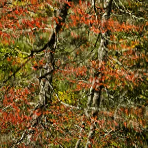 Abstract autumn reflections in Rakes Mill Pond, Blue Ridge Parkway, Virginia, USA Abstract autumn reflections in Rakes Mill Pond, Blue Ridge Parkway, Virginia, USA