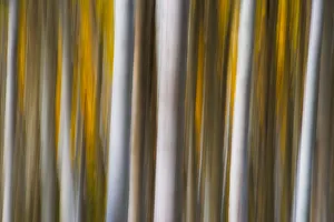 Abstract Quaking Aspen (Populus tremuloides) tree trunks, Colorado Abstract Quaking Aspen (Populus tremuloides) tree trunks, Colorado