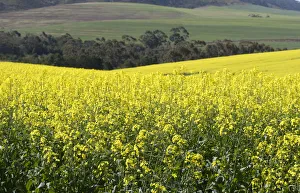 abundance, agriculture, beauty in nature, brassica campestris, caledon, canola, color image abundance, agriculture, beauty in nature, brassica campestris, caledon, canola, color image