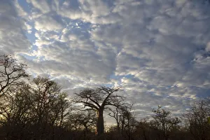 adansonia digitata, backlit, bare tree, beauty in nature, boabab tree, cloud, color image adansonia digitata, backlit, bare tree, beauty in nature, boabab tree, cloud, color image