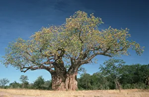 adansonia digitata, baobab, baobab tree, beauty in nature, clear sky, color image adansonia digitata, baobab, baobab tree, beauty in nature, clear sky, color image