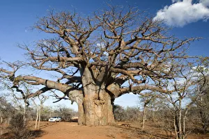 adansonia digitata, bare tree, beauty in nature, boabab tree, car, cloud, color image adansonia digitata, bare tree, beauty in nature, boabab tree, car, cloud, color image