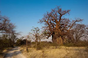adansonia digitata, bare tree, boabab tree, botswana, clear sky, color image, day adansonia digitata, bare tree, boabab tree, botswana, clear sky, color image, day