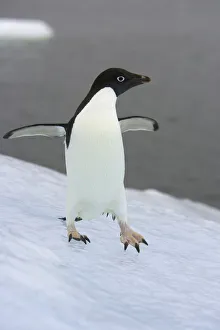 Adelie penguin on ice, Antarctic Peninsula Adelie penguin on ice, Antarctic Peninsula