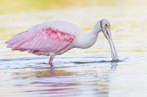 Adorable Roseate Spoonbill Feeding at Fort Myers Beach, Florida Adorable Roseate Spoonbill Feeding at Fort Myers Beach, Florida