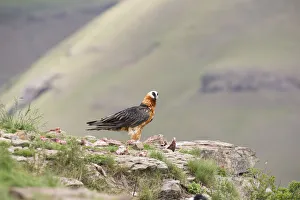 Adult bearded vulture landing on a rock ledge where bones are available - Giants Castle Drakensberg South Africa Adult bearded vulture landing on a rock ledge where bones are available - Giants Castle Drakensberg South Africa
